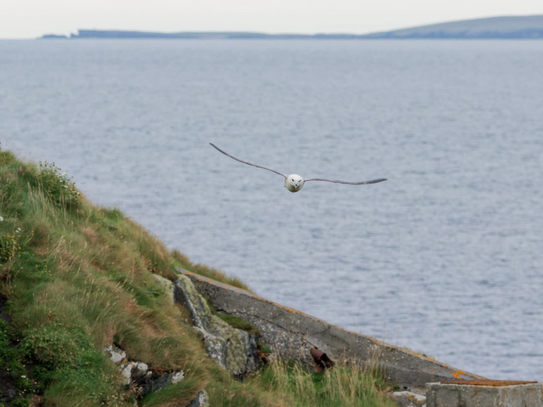 Stormfågel